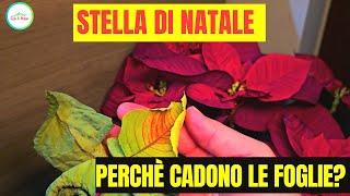 Stella di Natale PERDE LE FOGLIE - COSA FACCIO E PERCHÈ CADONO?