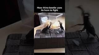 Rhino-beetle