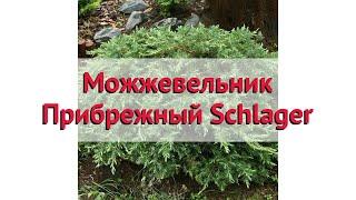 Можжевельник прибрежный  Обзор: посадка и уход. саженцы, крупномеры: описание и особенности