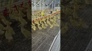 #duck #farmer #duckfarming #factory #animals #shorts