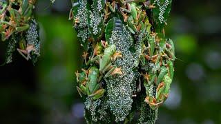 Chaotic Mating Explosion of Gliding Frogs | Planet Earth III Behind The Scenes | BBC Earth