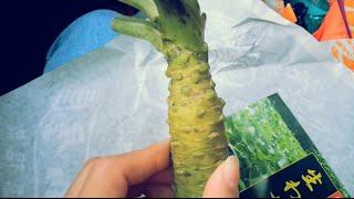 Fresh wasabi from Izu! See what wasabi looks like before it's turned to paste!