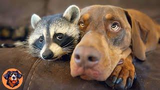 Wild Raccoon Acts Like a Dog and Can’t Stop Playing With Children