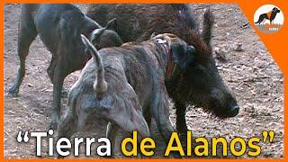 "Tierra de Alanos, La fascinante historia detrás del Alano Español" #alanoespañol #alano