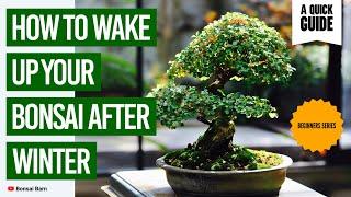 “How to Wake Up Your Bonsai After Winter | Beginner Bonsai Care Guide.”