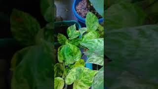POTHOS PLANTS