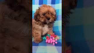 ОЖИДАНИЕ #puppy #petit #pets #собака #cute