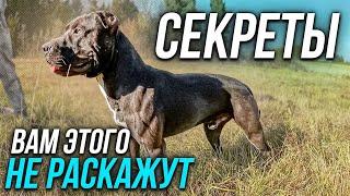 ПИТБУЛЬ ТРЕНИРОВКА - САМАЯ СИЛЬНАЯ СОБАКА