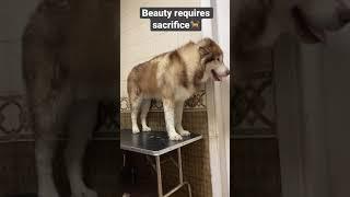 Dry Alaskan Malamute