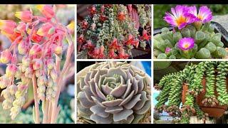 33 Types Of Flowering Succulents Pictorial Guide