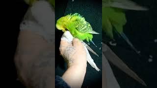 طيور الحب البادجي يتزاوجان على اليد بعد فراق شهر عن بعض Budgies Pair  Up In Hand After One month SP