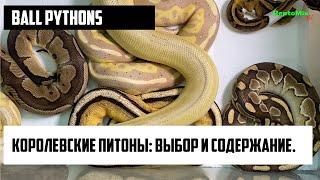 Ball pythons. Змеи. Королевские питоны: выбор и содержание.