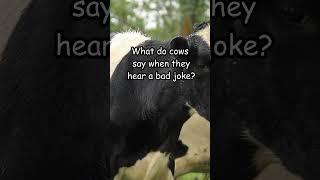 The Funniest Cow Joke #shorts #comedy #lol