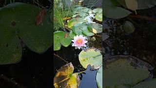 What Is This ?  | Non-Duality Unlearning