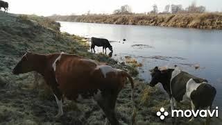 1 ДЕКАБРЯ -ИДЕМ НА ВОДОПОЙ И ПАСТБИЩЕ!ВЕРНУЛАСЬ К ТРЕХРАЗОВОЙ ДОЙКЕ !НОВАЯ ТЕЛОЧКА!