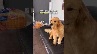 This Dog LOVES Raw Toast 