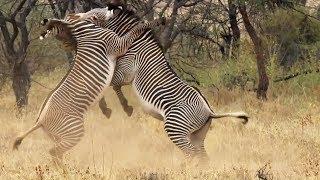 Best of African Animals | Top 5 | BBC Earth