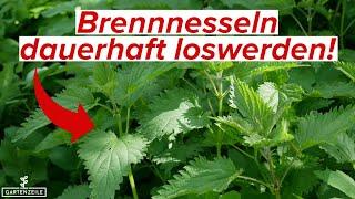 Brennnesseln für immer loswerden? So bekämpfst du Brennnesseln richtig!