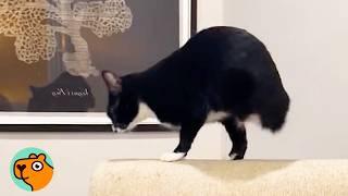 Two Legged Cat Hid All The Time. Now He Can’t Stop Zooming! | Cuddle Buddies