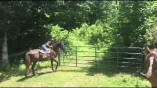 Shetan while opening the gate - Heart of Phoenix Equine Rescue