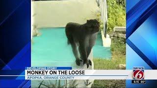 Monkey loose in Apopka, wildlife officials say