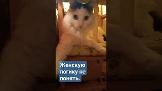 кот Феликс