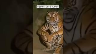 SkinWalker Disguised As Animals ️ PRT-53 #viral #ytshorts