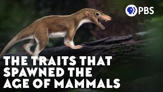 The Traits That Spawned the Age of Mammals