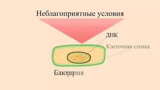 Спорообразование у бактерий