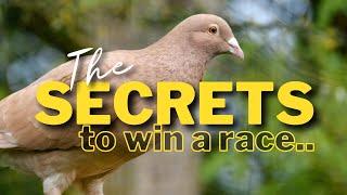 The secrets to win a race | Pigeon Racing Tips | #racingpigeon