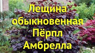 Лещина обыкновенная Пёрпл Амбрелла. Краткий обзор, описание corylus avellana Purple Umbrella