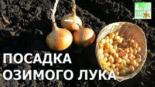 ВСЁ о посадке ОЗИМОГО ЛУКА!!! Посадка лука под зиму