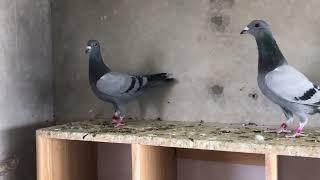 Goldberg direct form Syed Ahmed wali #pigeon #kabootar #pigeonracing