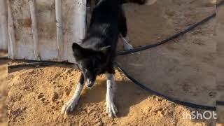 This Adorable Puppy Wouldn’t Stop Smiling in Her Shelter Kennel | The Dodo