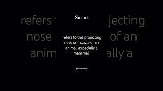 Snout (n.)  #shorts #youtubeshorts #learnewordaily