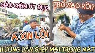 Hướng dẫn kỹ thuật ghép mai Út Đực xin lỗi ko quay cây giảo chùm nở vì lý do này mong ae thông cảm