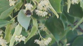 Flowers of linden