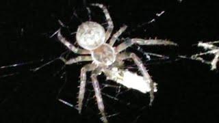 Паук Обыкновенный Крестовик (лат. Araneus diadematus). Август 2022 (ночная съёмка)