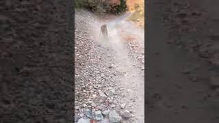 mountain lions attack human By @cougarkyle - (ig #short