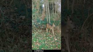 Pair of young roe deer.