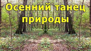 Осенний танец природы | Краски и шепот птиц