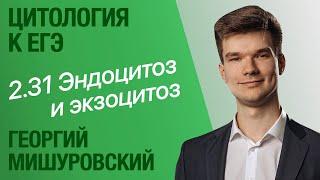 2.31. Эндоцитоз и экзоцитоз | Цитология к ЕГЭ | Георгий Мишуровский