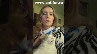 Антимех Эдик