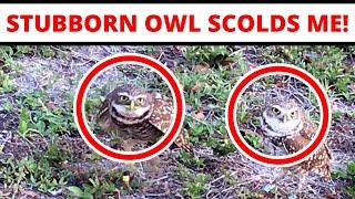 Stubborn Little Owl Scolds Me!