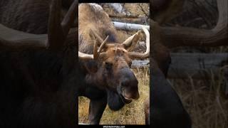 Huge Bull Moose Courts Cow During Rut