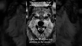 #wolf #howling at night