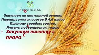 ООО «АгроПрайд56» закупает зерновые и масличные культуры у аграриев Оренбургской области.