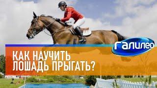 Галилео  Как научить лошадь прыгать?