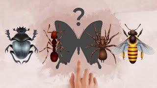  Insects (puzzle)