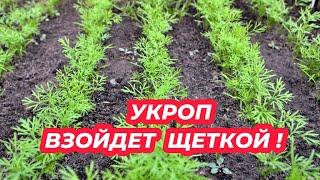 УКРОП ВЗОЙДЕТ ЩЕТКОЙ! Посейте так укроп и получите дружные всходы!